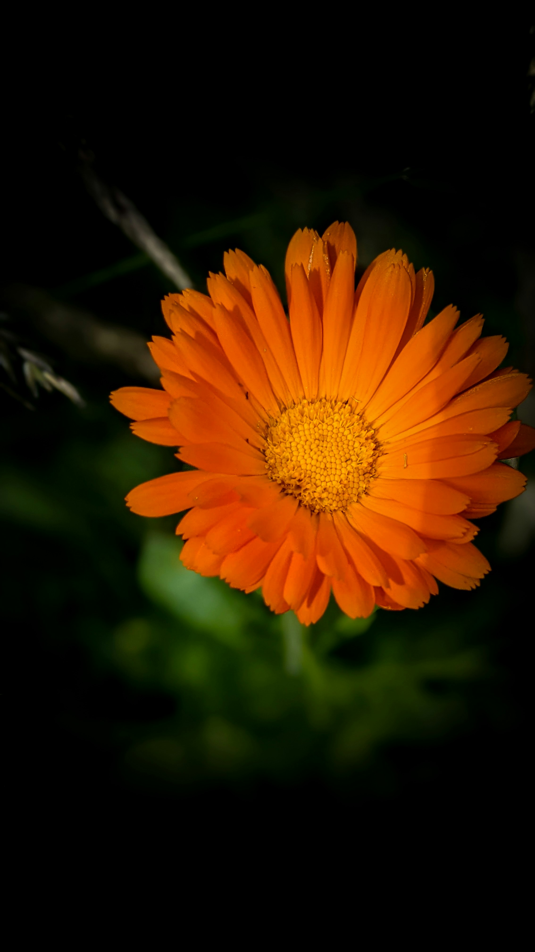 Cómo Vivir el Día de Muertos en Oaxaca como un Local