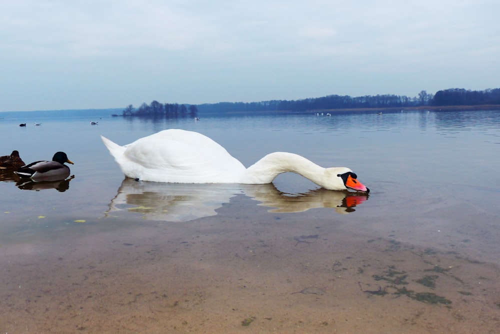 a couple of swans swimming in water