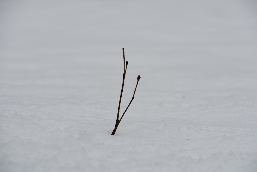 a stick with a stick stuck in it