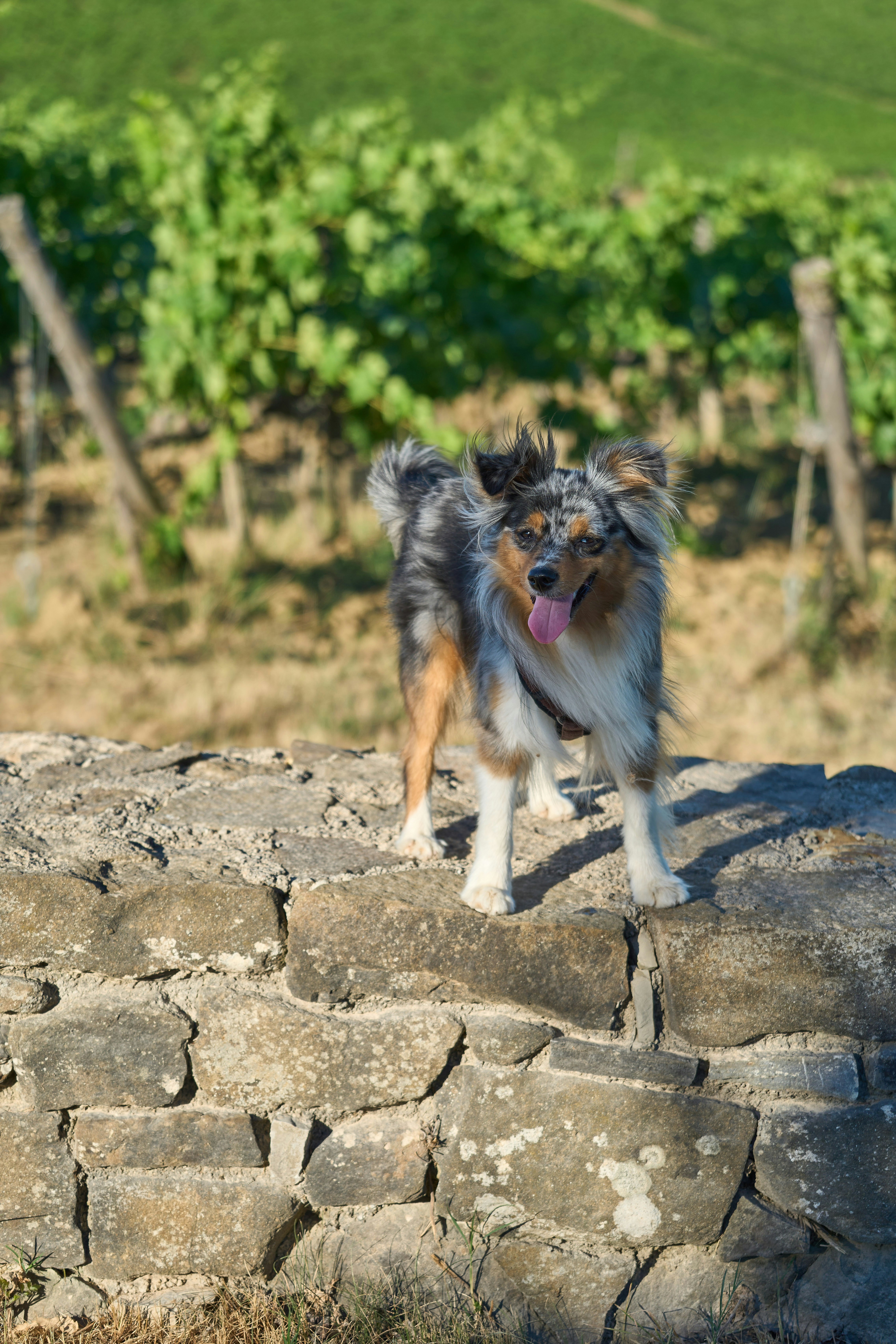 a dog standing on a stone path