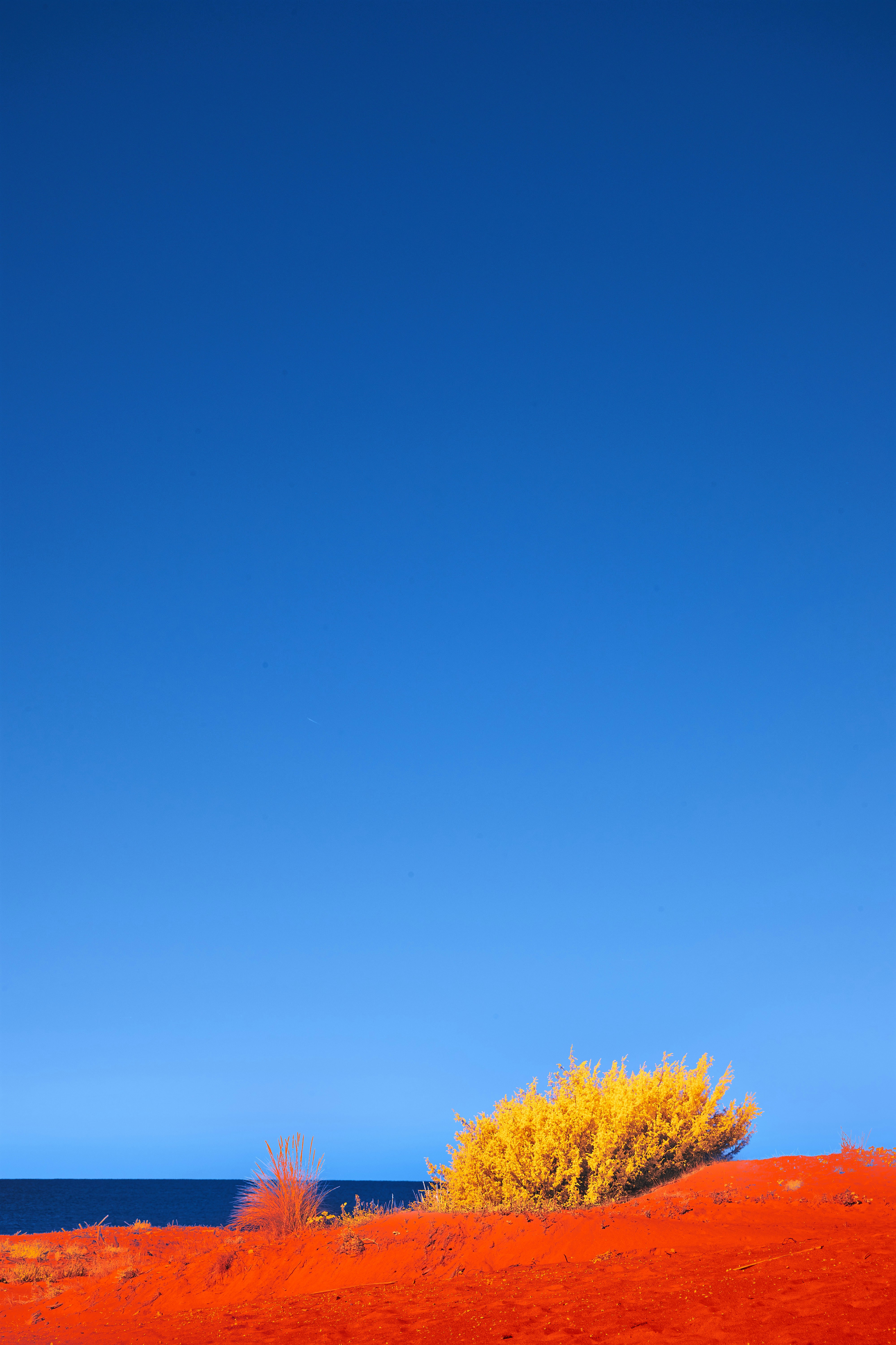 A tree in a field photo – Free Wallpapers Image on Unsplash