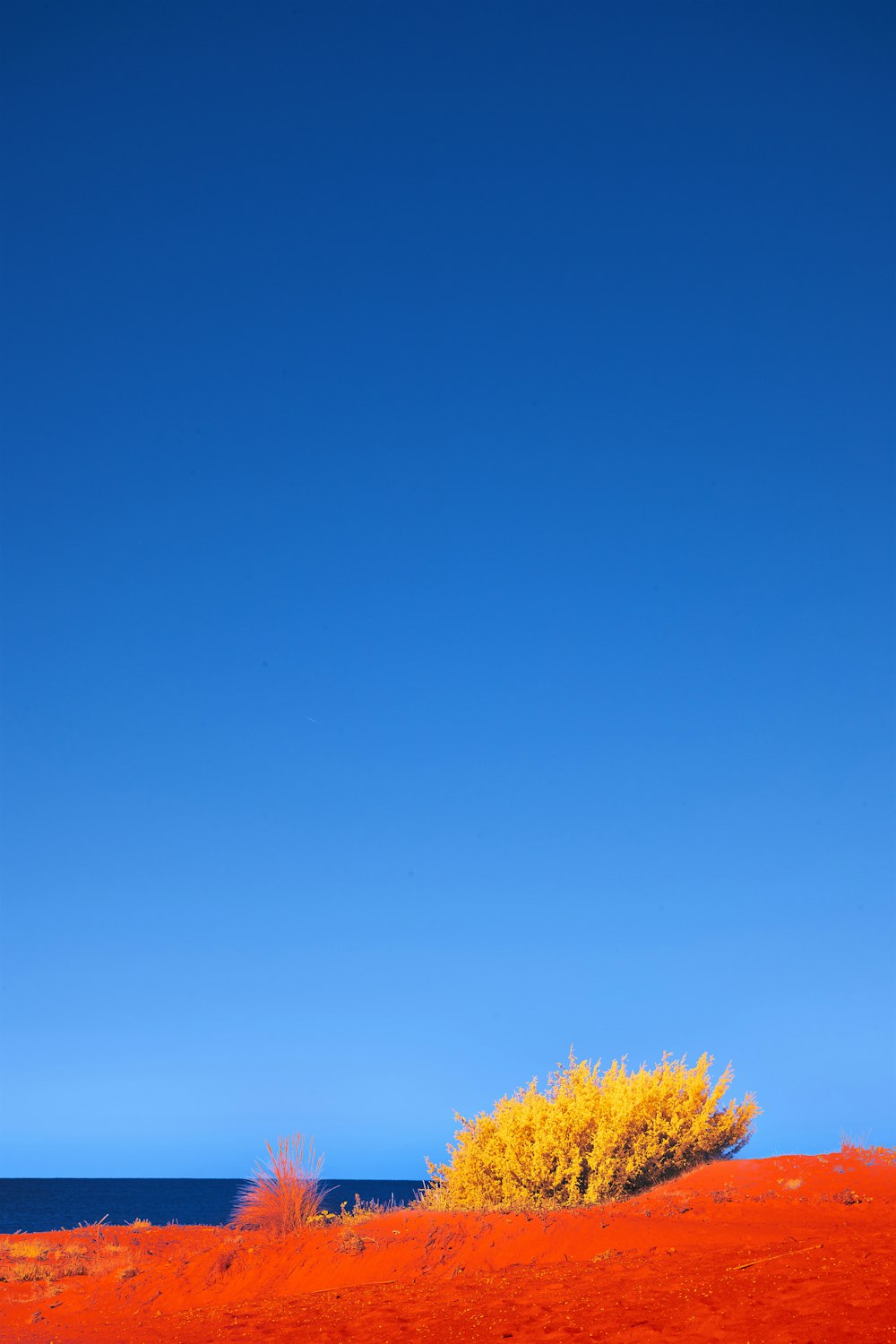 a tree in a field