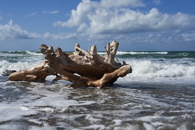 a group of turtles on a log in the water