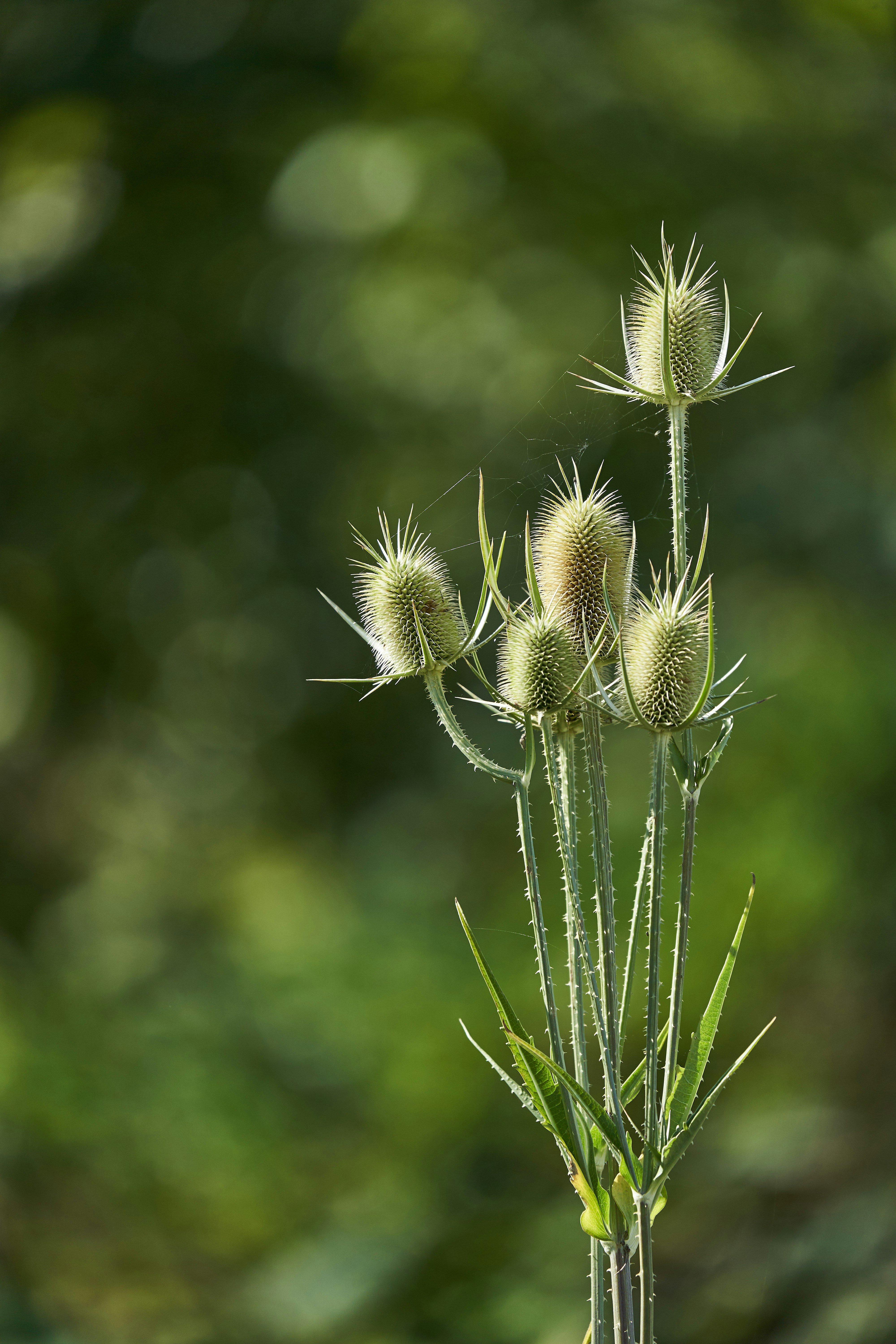 Photo by wolfgang_hasselmann