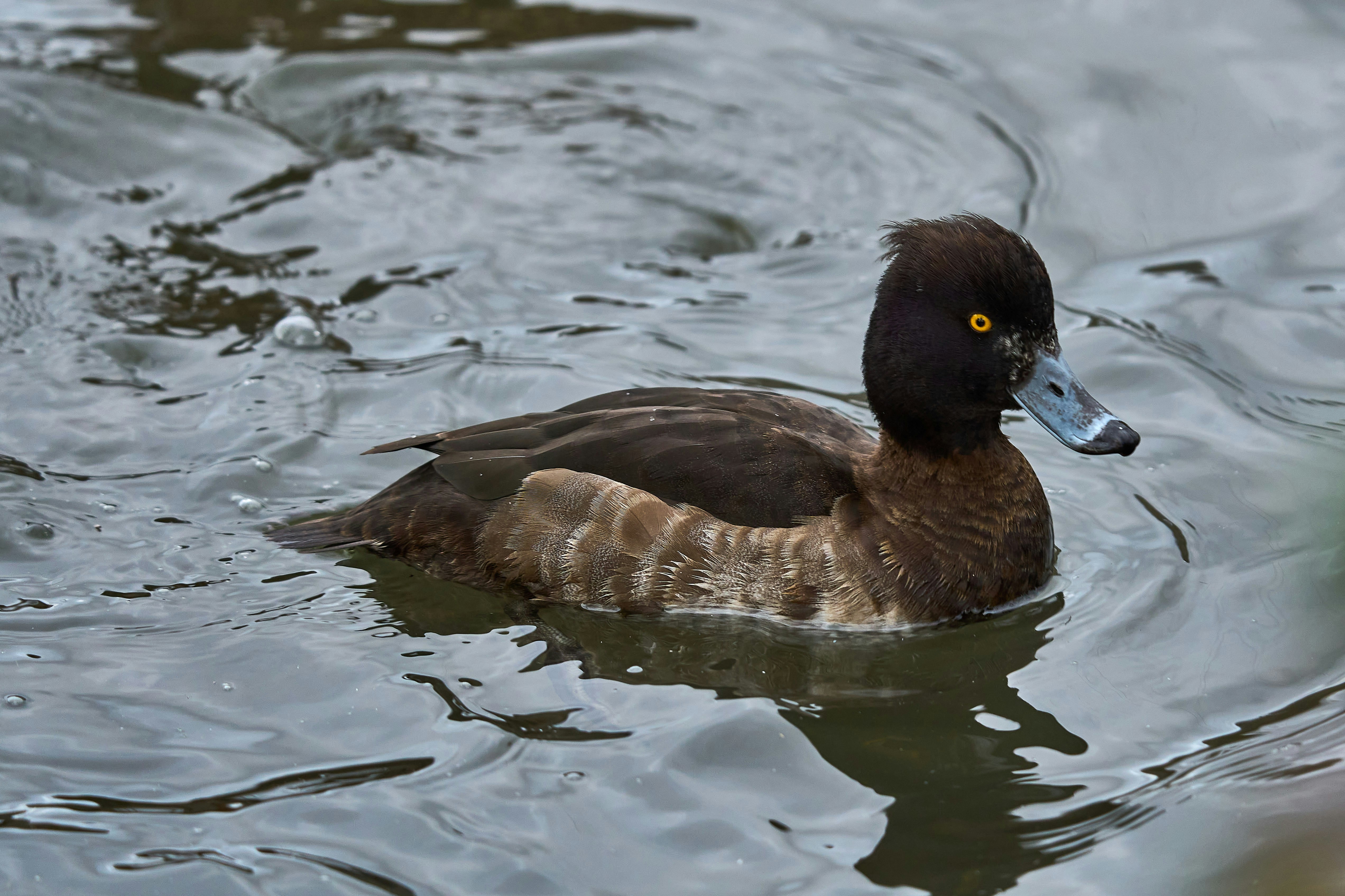 Photo by wolfgang_hasselmann