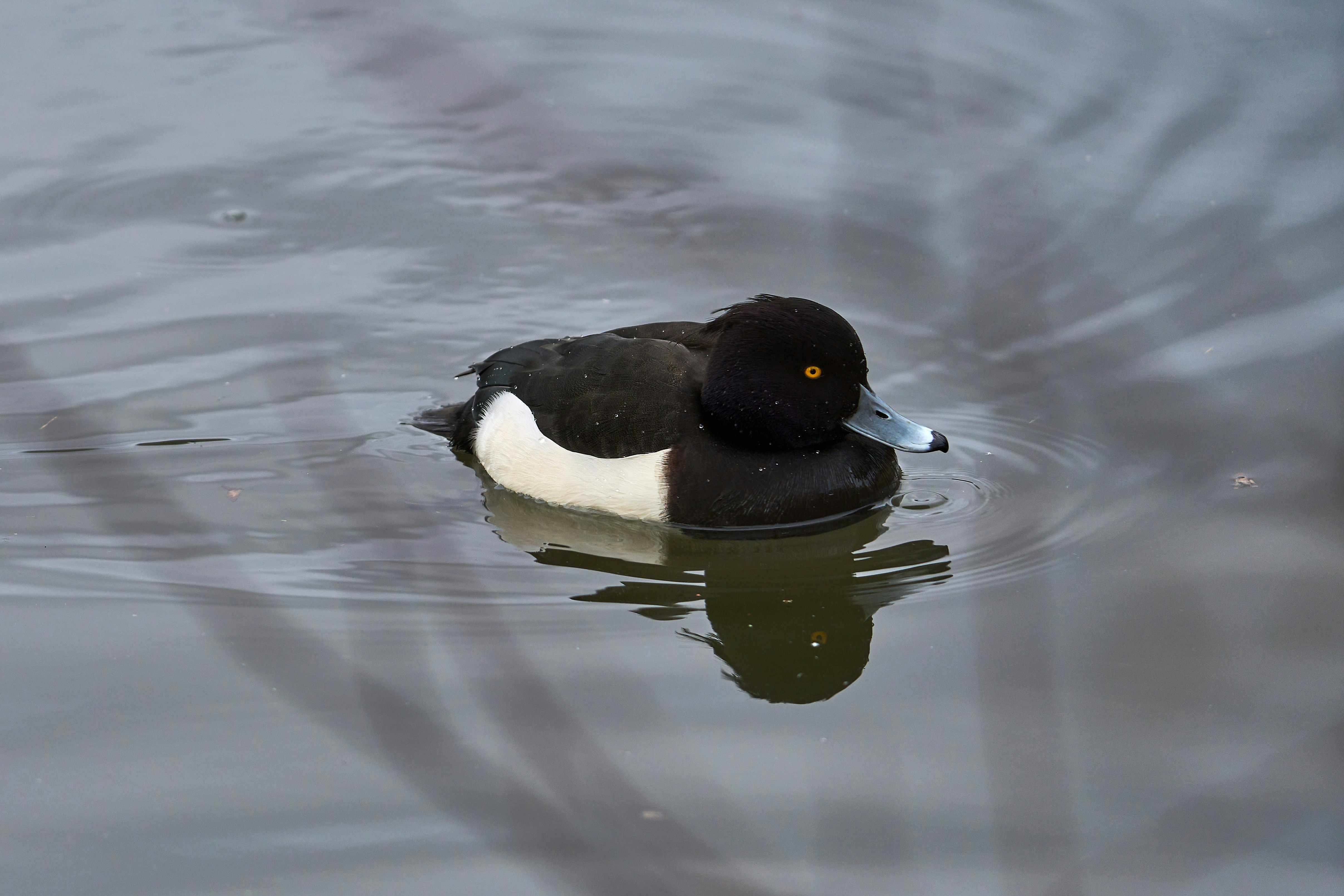 Photo by wolfgang_hasselmann