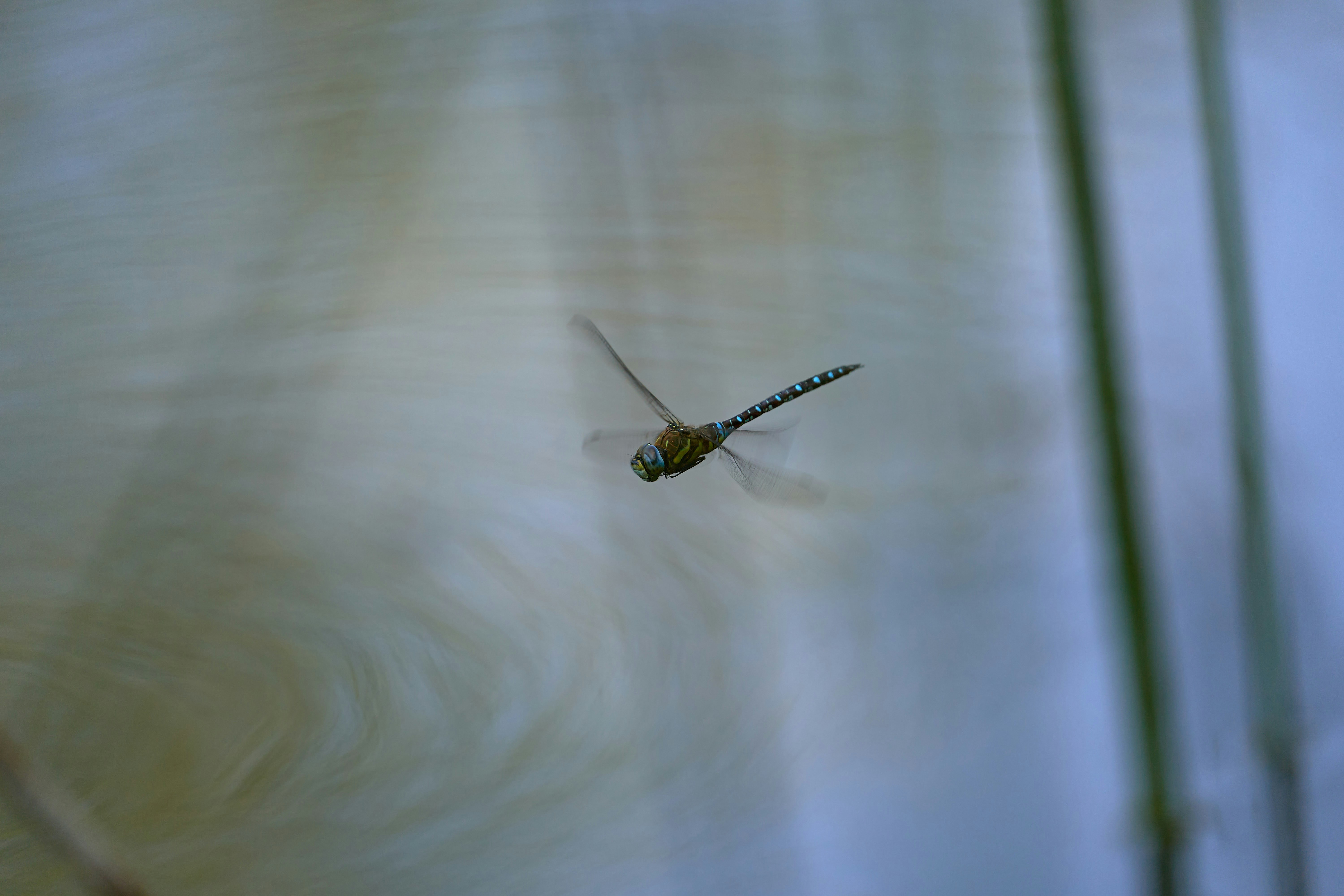 Photo by wolfgang_hasselmann