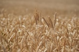 A field of wheat ready for harvest, symbolizing quality flour.