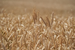 A field of wheat ready for harvest, symbolizing quality flour.