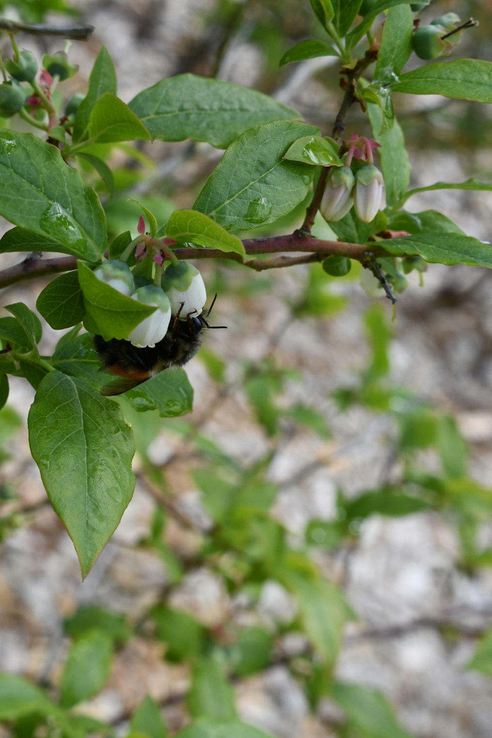 a black and white insect on a branch with green leaves