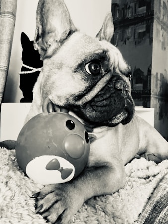 Your Ultimate Guide to Owning a French Bulldog