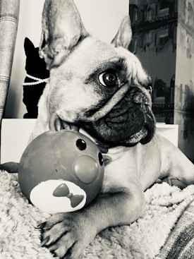A French Bulldog is lying down, holding a toy in its paws. The dog has expressive eyes and large ears, while the toy resembles a round object with a cartoon face featuring a bow tie. In the background, there is a second dog partially visible, adorned with a pearl necklace. The image is in black and white.