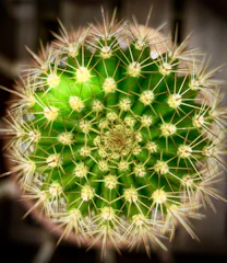 Close-up of a vibrant Aztekium cactus with intricate rib patterns under natural sunlight.