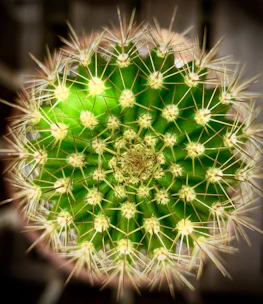 Close-up of a vibrant Aztekium cactus with intricate rib patterns under natural sunlight.