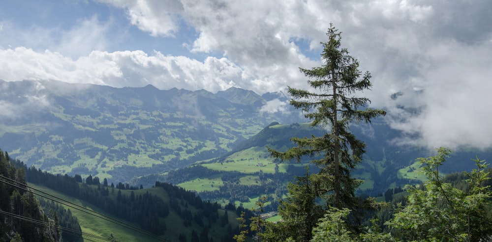 a tree on a hill