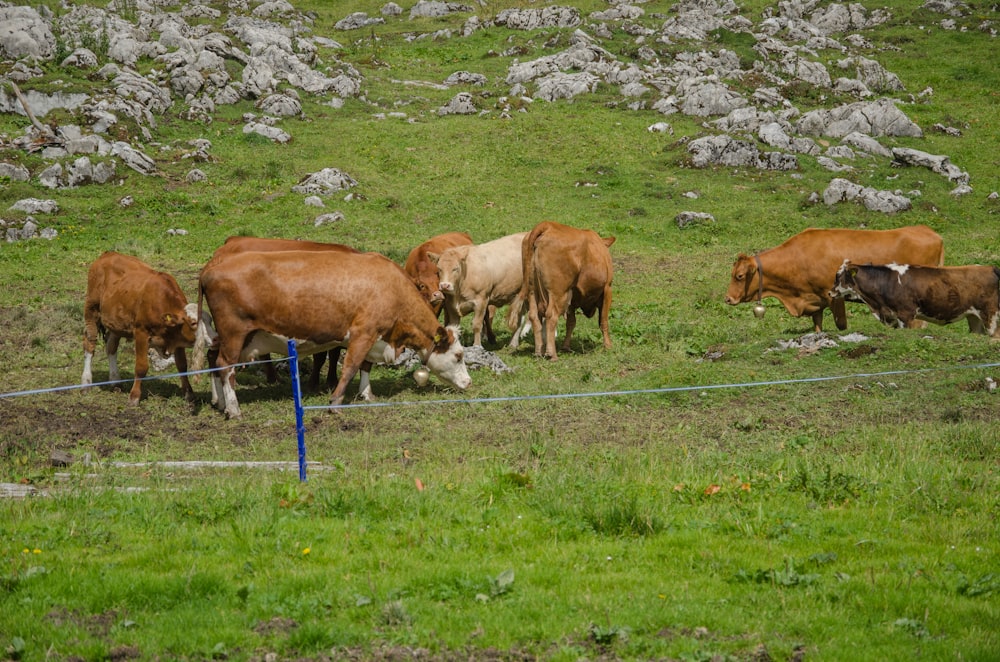 a herd of cows grazing