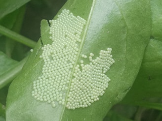 A cluster of tiny, spherical, pale green eggs is arranged on the surface of a vibrant green leaf. The leaf exhibits prominent veins, and the eggs form a densely packed grouping, almost covering a large portion of the leaf.
