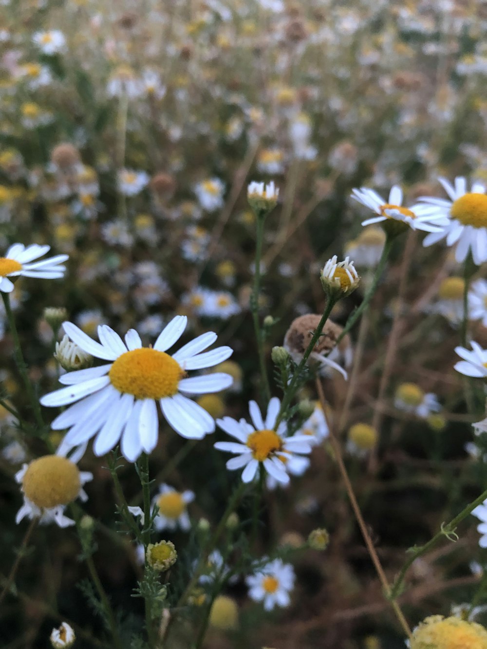 a group of flowers