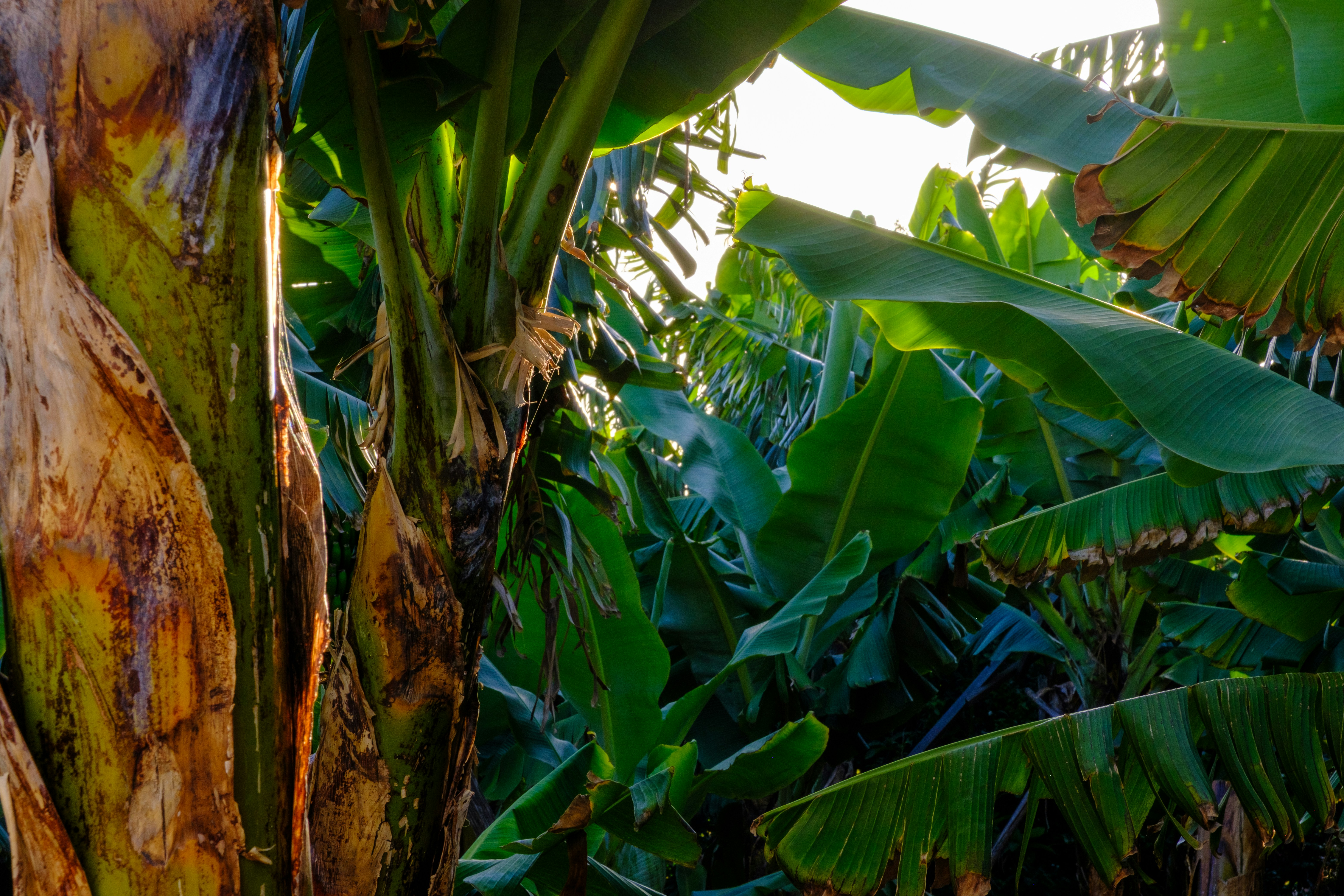 um grupo de árvores