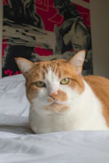 Close-up of a cat comfortably lounging on a modern smart heated bed with orange trim