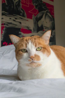 A sleek cat lounging comfortably on a bright orange pet bed with paw prints.