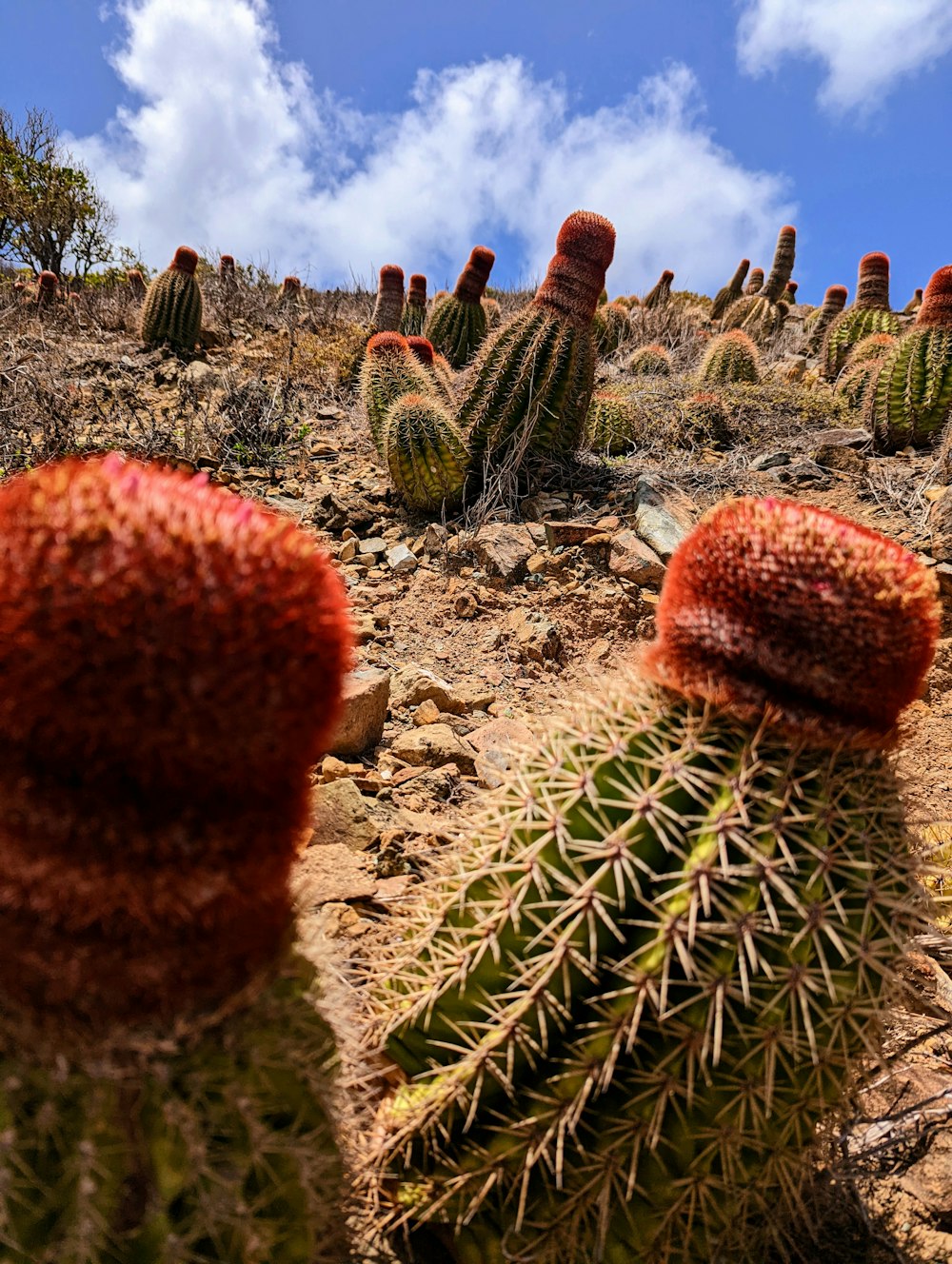 cactus in a desert