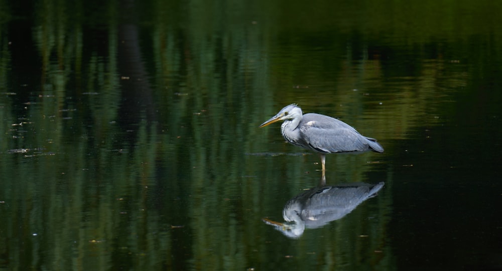 a bird on a small island in the water