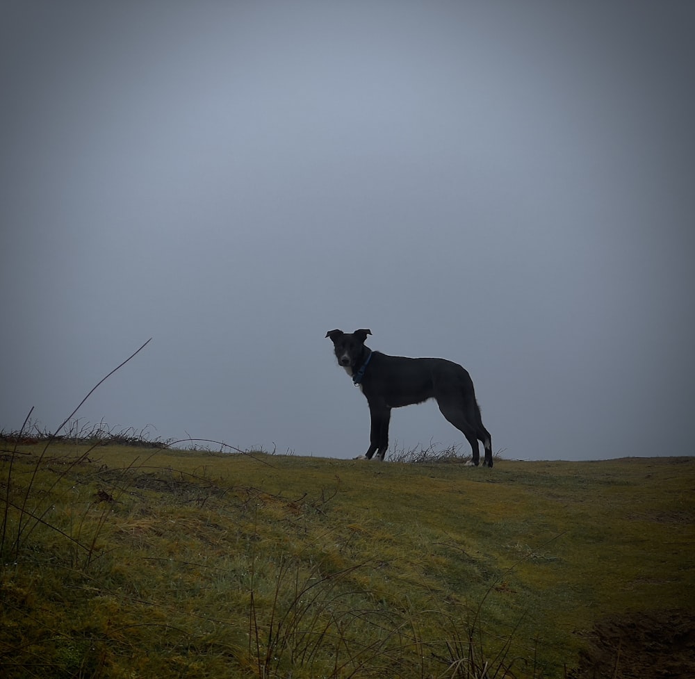 a dog standing on a grassy hill