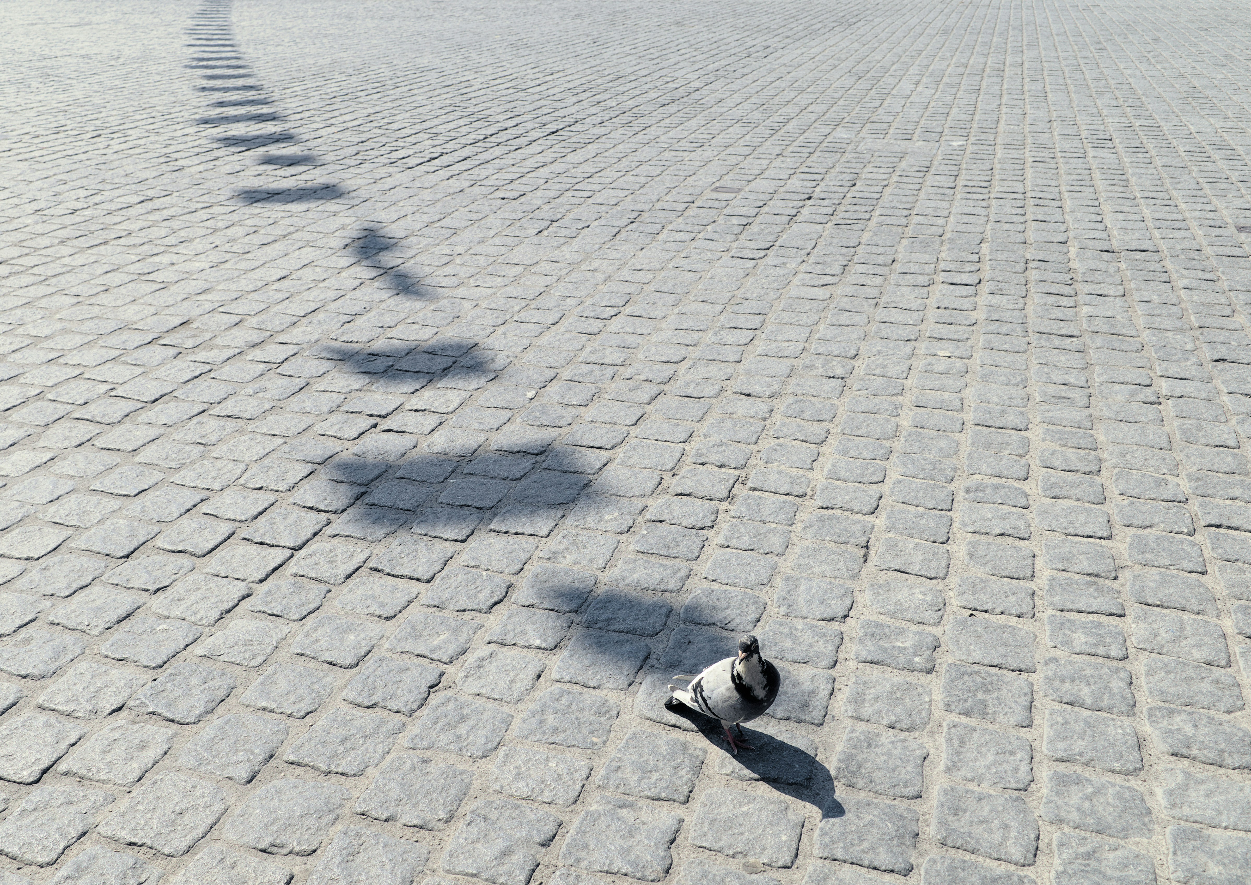 a dog walking on a paved area