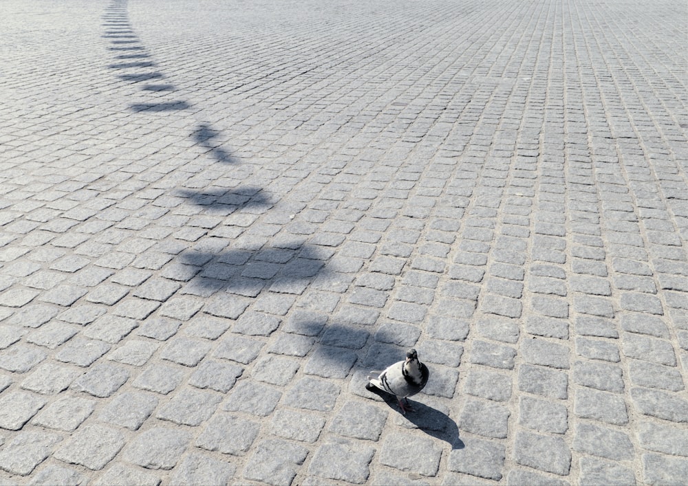 a dog walking on a paved area