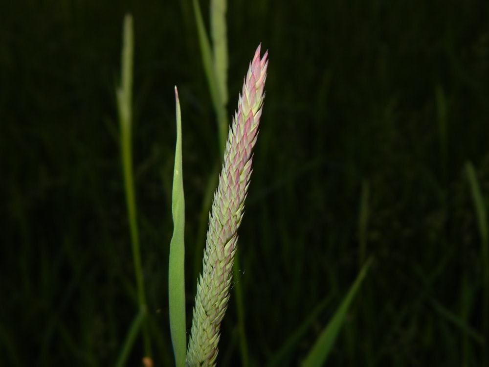 a close up of a flower