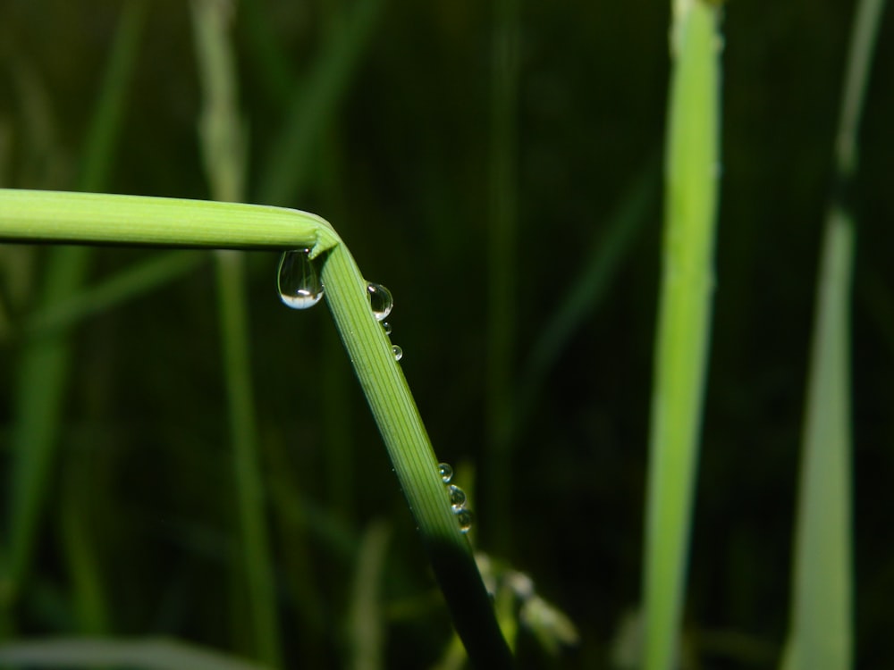 water drops on a blade of grass