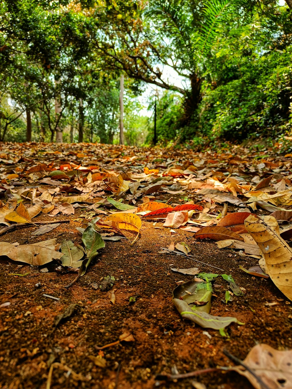 a pile of leaves and branches