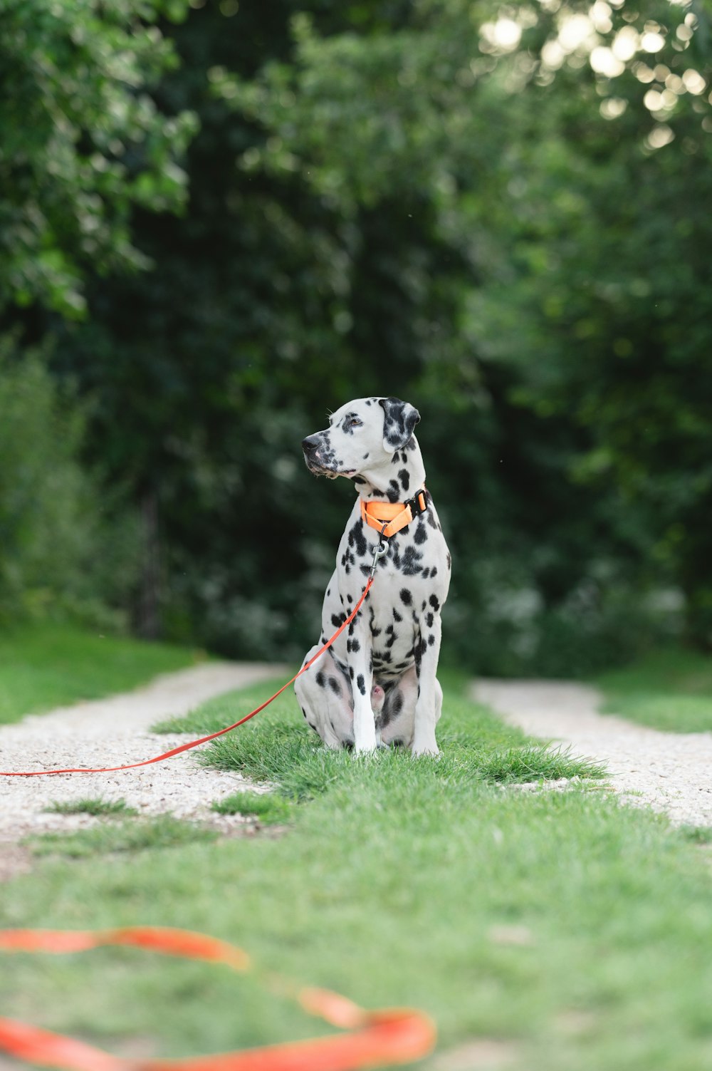 a dog on a leash