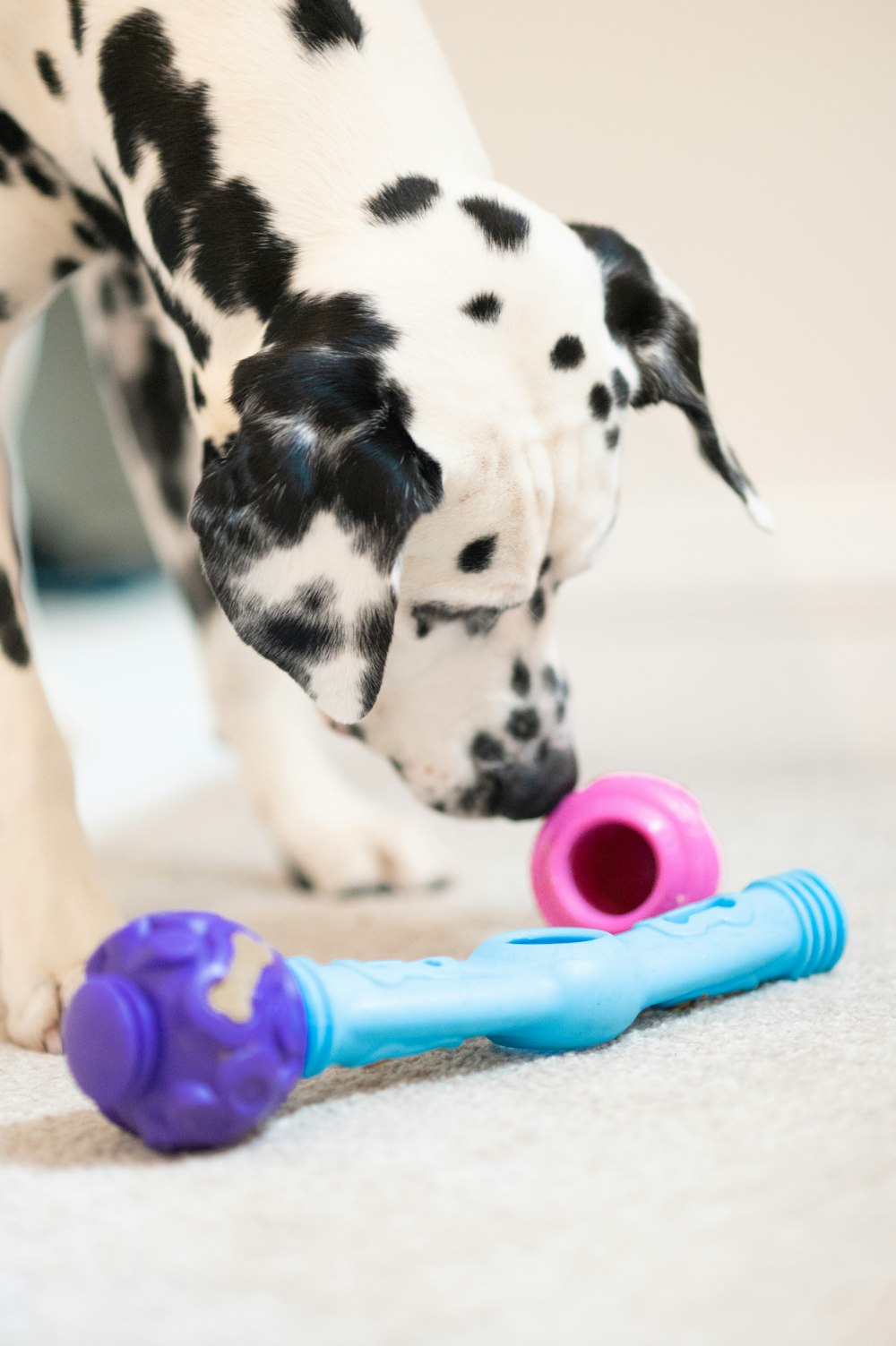 a dog with a toy