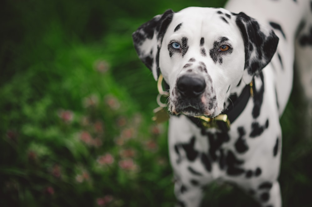 Un cane bianco e nero