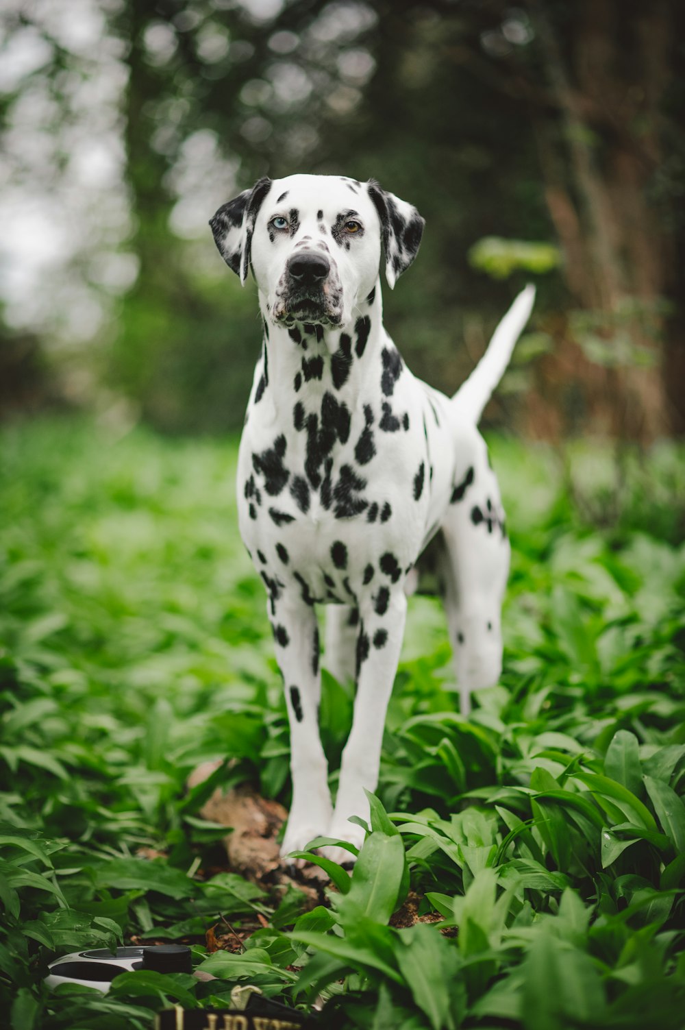 a dog standing in a grassy area