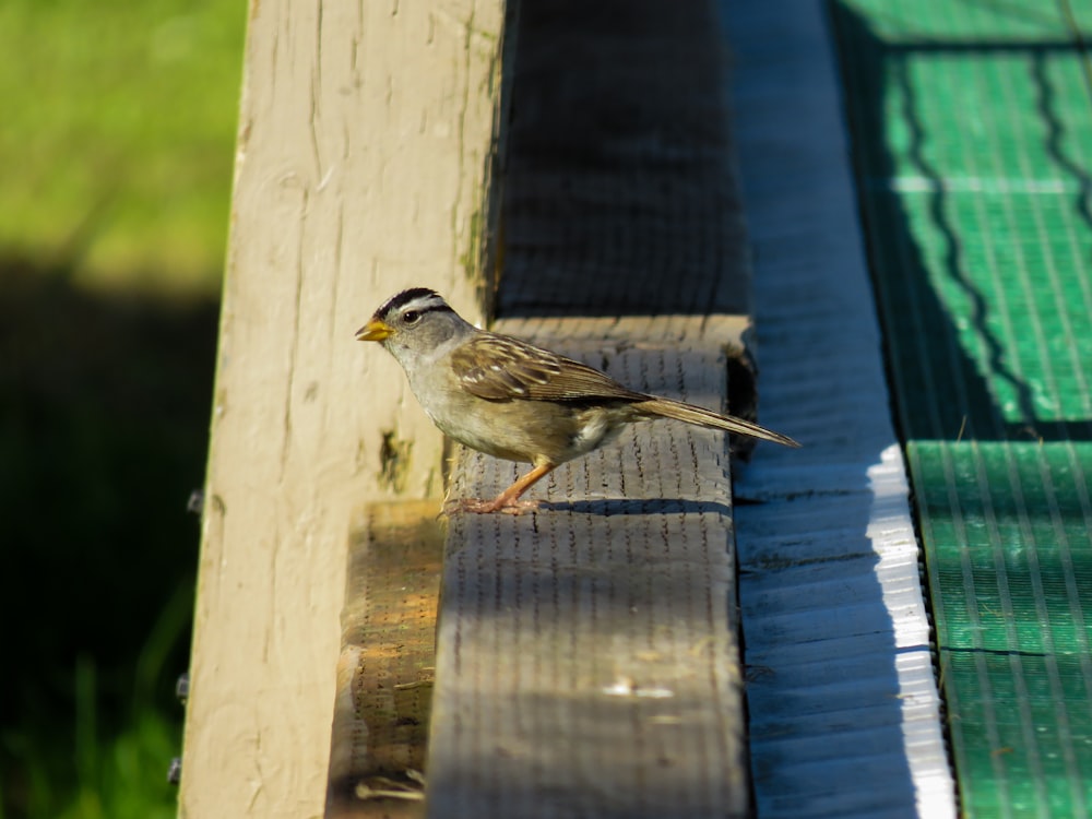 a bird on a wood post