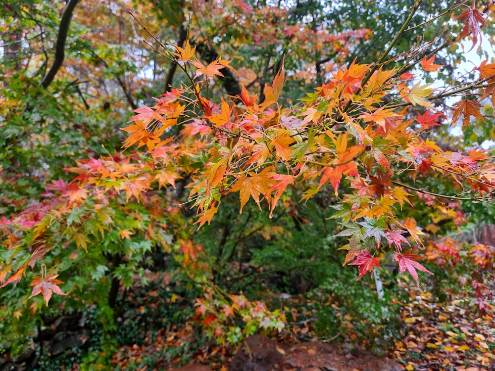 a close-up of some leaves