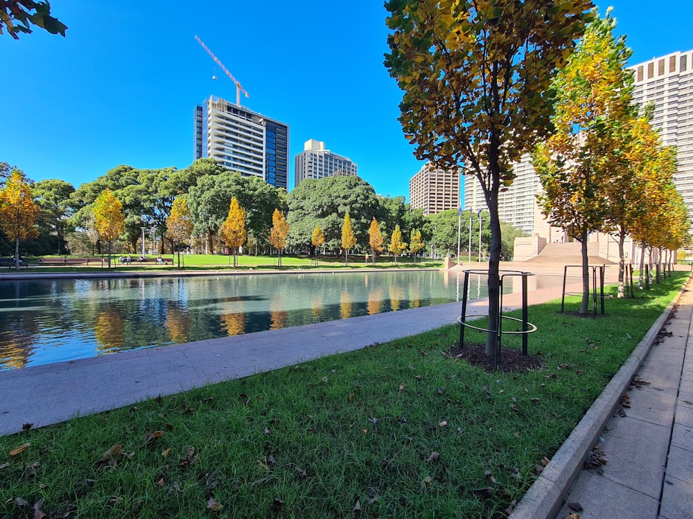 a pond with trees and grass around it