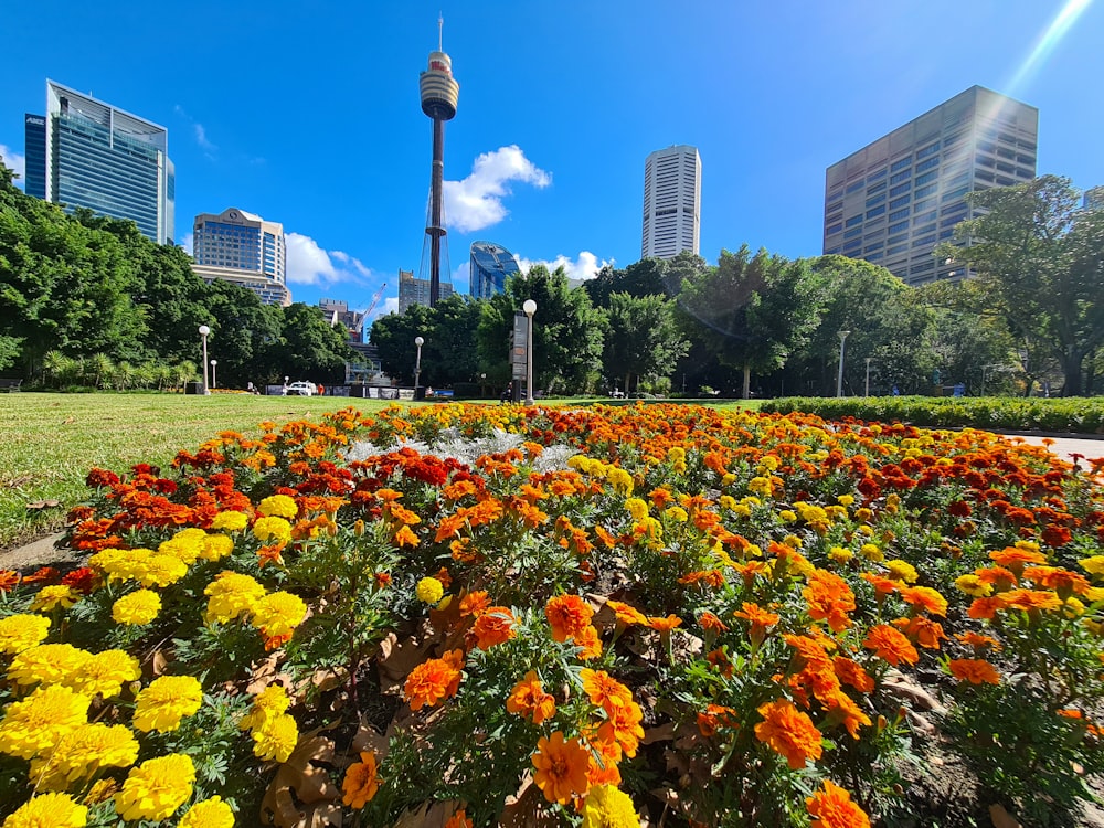 a field of flowers with a city in the background