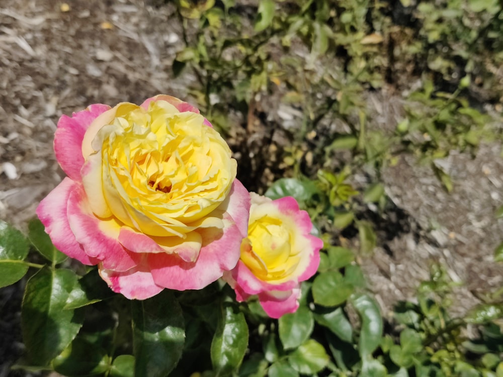 a group of flowers