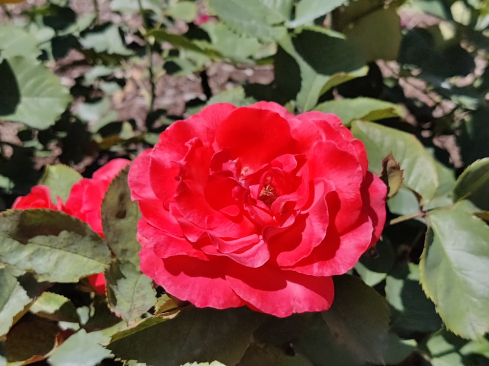 a close up of a flower