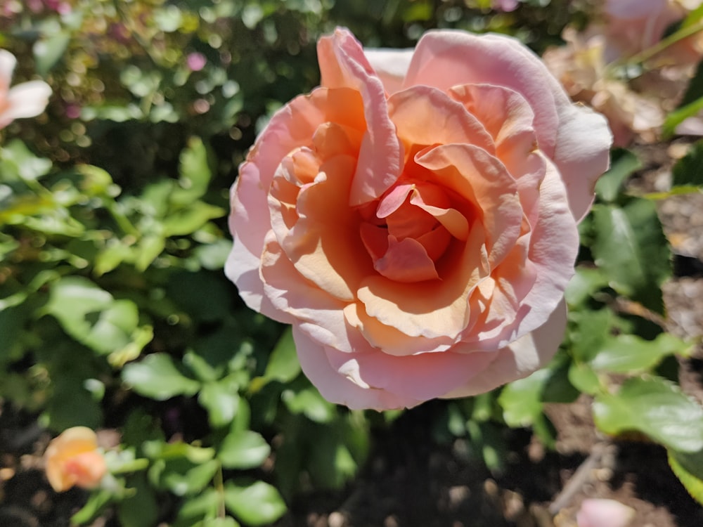 a pink rose with green leaves