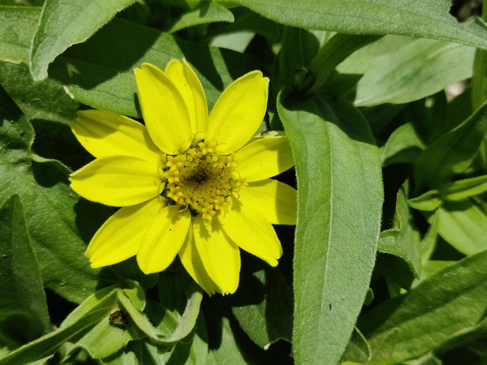 a yellow flower surrounded by green leaves