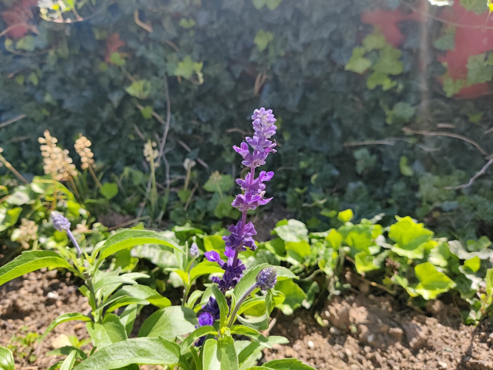 purple flowers in a garden