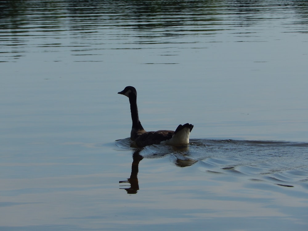 a couple of geese swimming in a lake