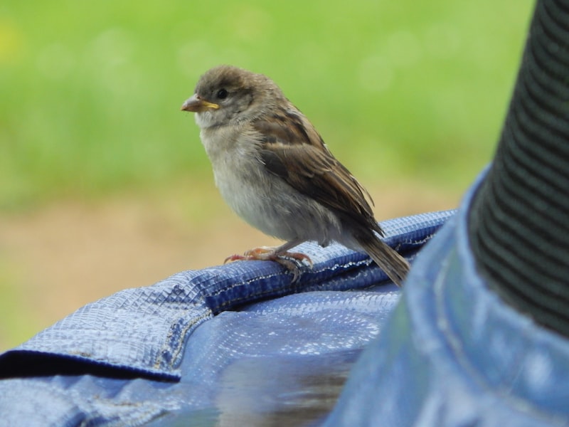 House Sparrow