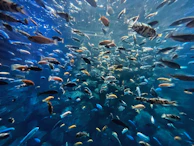 A dynamic scene of the fish shooting game in action with bright underwater visuals.