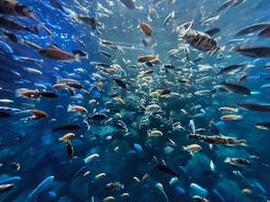 An engaging arcade-style fishing game with bright underwater graphics.